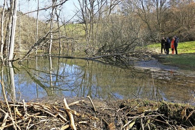 Biber gestaltet die Landschaft neu