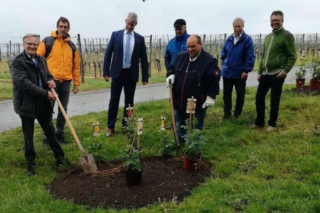 Am Tuniberg sollen 1000 Rosen blhen