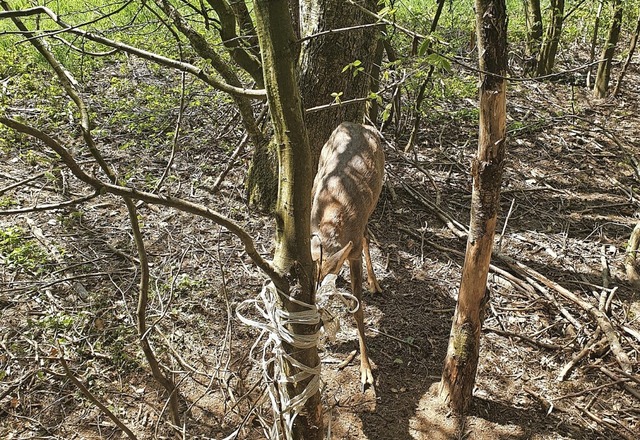 Der Rehbock hatte sich in einem Weidez...ei einigen Lesern auf Unverstndnis.    | Foto: Alois Hofer