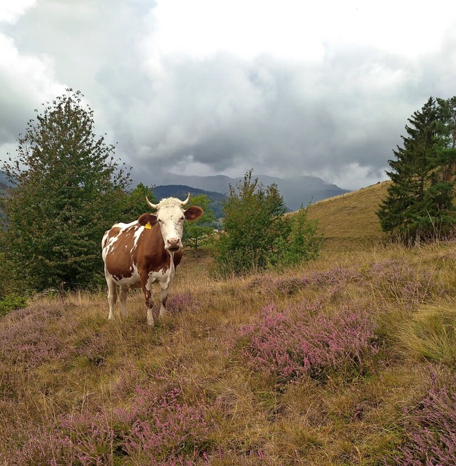 Eine extensive Rinderweide im Landkreis Lrrach  | Foto: Simona Moosmann, LEV Landkreis Lrrach