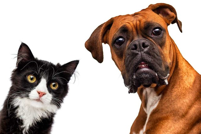 Gut fr Katzen (links) und Hunde: Ein ...ot in Mietvertrgen ist nicht zulssig  | Foto: Happy monkey 