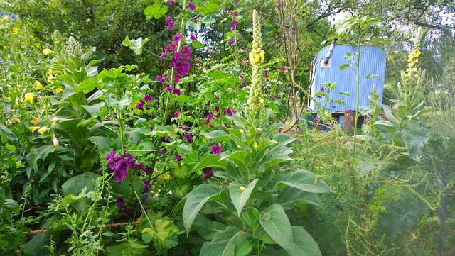 Bald wird es im Mitmach-Garten wieder krftig wachsen und blhen.  | Foto: Stadt Waldkirch