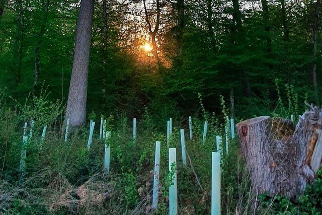 Groe Baumvielfalt als Rezept gegen Klimawandel im Schallstadter Wald