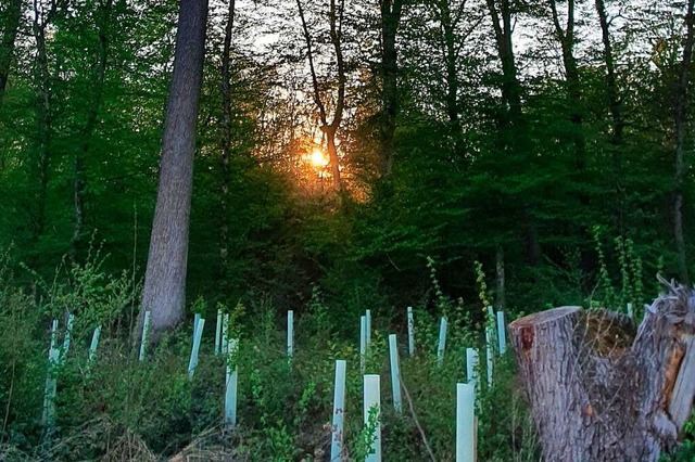 Alte Baumriesen und durch Plastikhlse...biss geschtzte Jungbume im Mooswald.  | Foto: Julius Wilhelm Steckmeister