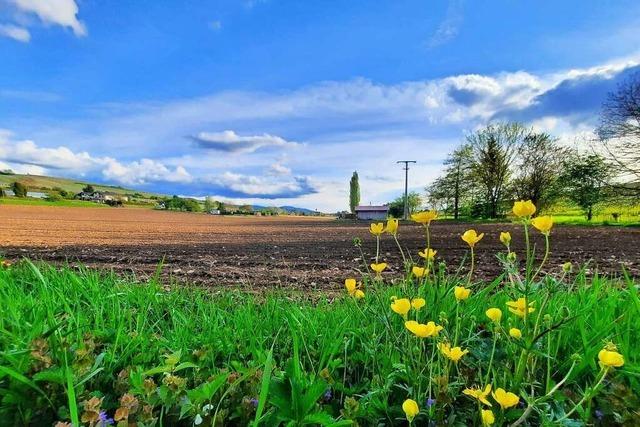 Entsteht in Pfaffenweiler ein neues Baugebiet am Ortsrand?