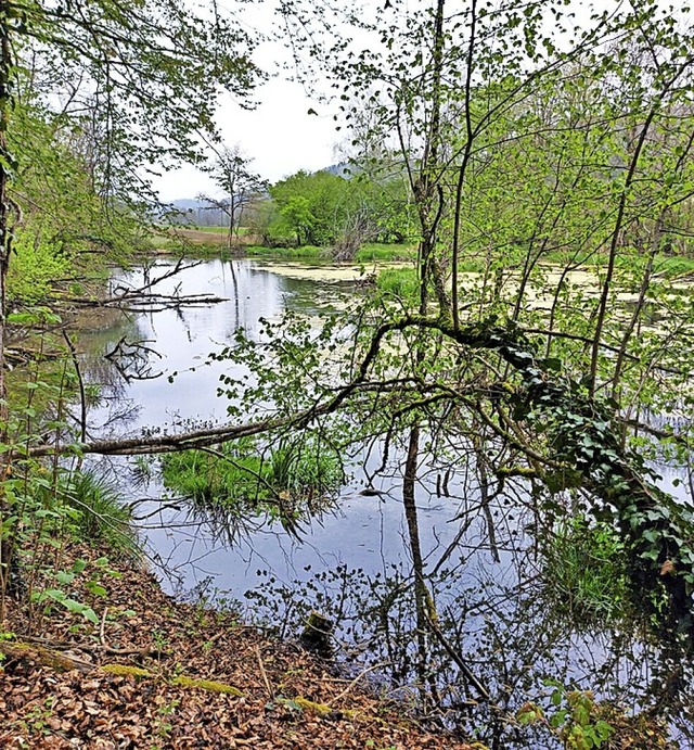 Das Grottenloch ist eines der 150 Biot... Der Biber hat hier aber andere Plne.  | Foto:  