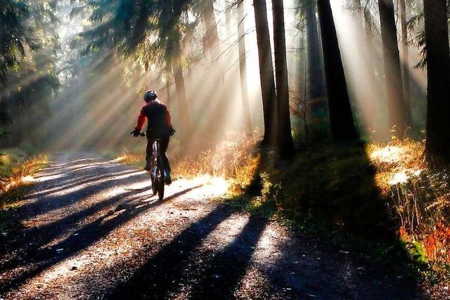 Mountainbiker und Wanderer – auf der Suche nach der Harmonie im Wald