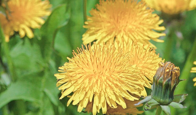 Bei Bienen beliebt: der Lwenzahn   | Foto: M. Kuehn via www.imago-images.de