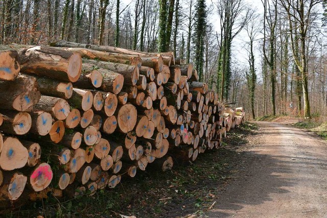 Der Holzeinschlag am Maienbhl in Stet... den Wald in Zeiten des Klimawandels.   | Foto: Thomas Loisl Mink