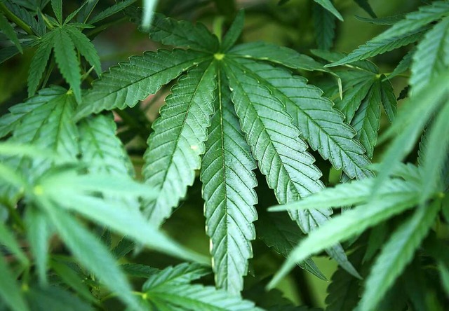 Aus den Blten von Hanf Pflanzen wird Cannabis hergestellt.  | Foto: Oliver Berg (dpa)