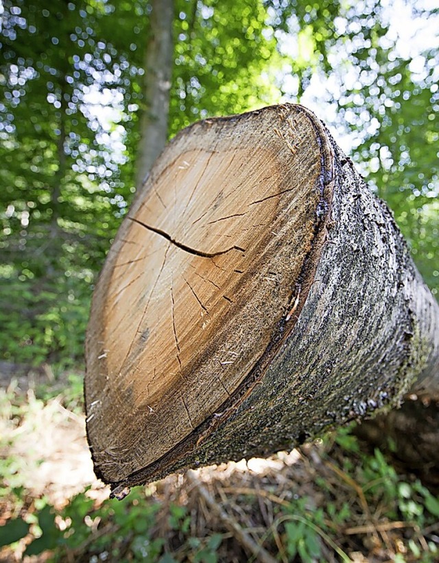 Fr neue Baugebiete werden Bume gefllt.   | Foto: Friso Gentsch