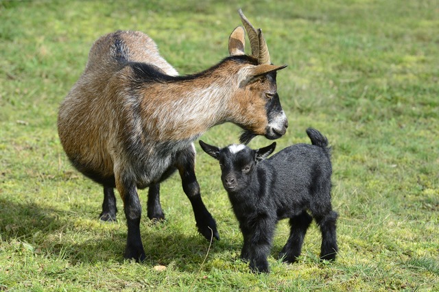 Ziegen sind eine bunte Mischung  | Foto: Ingo Schneider