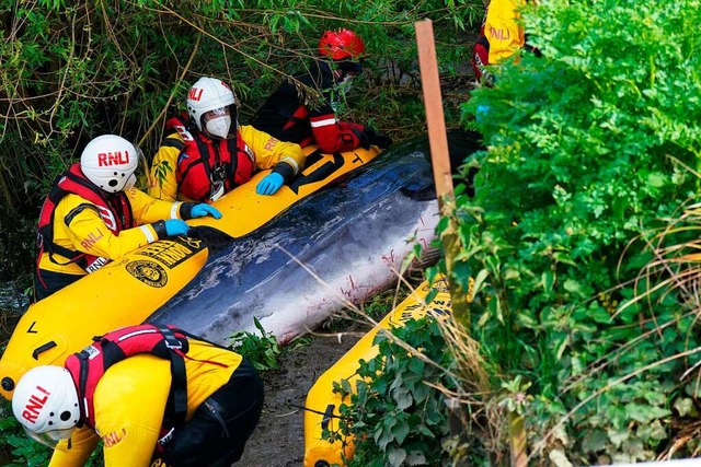 Dramatische Aktion fr einen Wal im S...ielleicht nicht mehr gerettet werden.   | Foto: Yui Mok (dpa)