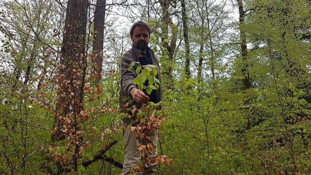 Vorbildlicher Wald, natrlich gewachse... dem Dinkelberg bei Ottwangen im Wald.  | Foto: Gerald Nill