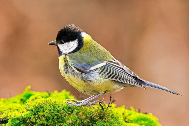 Wie viele Meisen zhlt man innerhalb e...Fenster? Der Nabu will&#8217;s wissen.  | Foto: Winfried Rusch