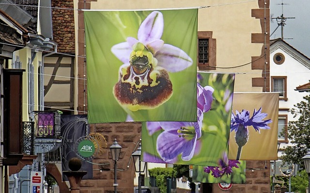 Blumenfotos schmcken seit einigen Tag...s das Leben in die Stadt zurckkehrt.   | Foto: Ruth Seitz