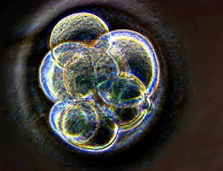 Ein im Ethikrat heiß diskutiertes biomedizinisches Thema: geklonter Embryo   | Foto:  DPA Deutsche Presse-Agentur GmbH