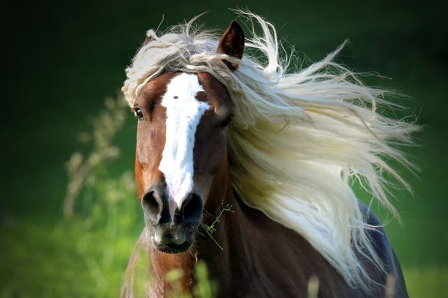 Pferde mgen keinen Lrm. (Symbolbild)  | Foto: Wolfgang Scheu