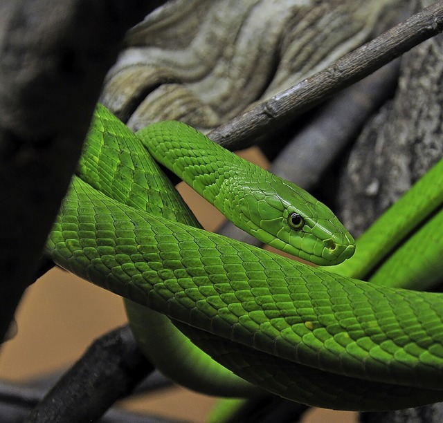 Eine Blattgrne Mamba erkundet ihr Terrarium  | Foto: Markus Oulehla