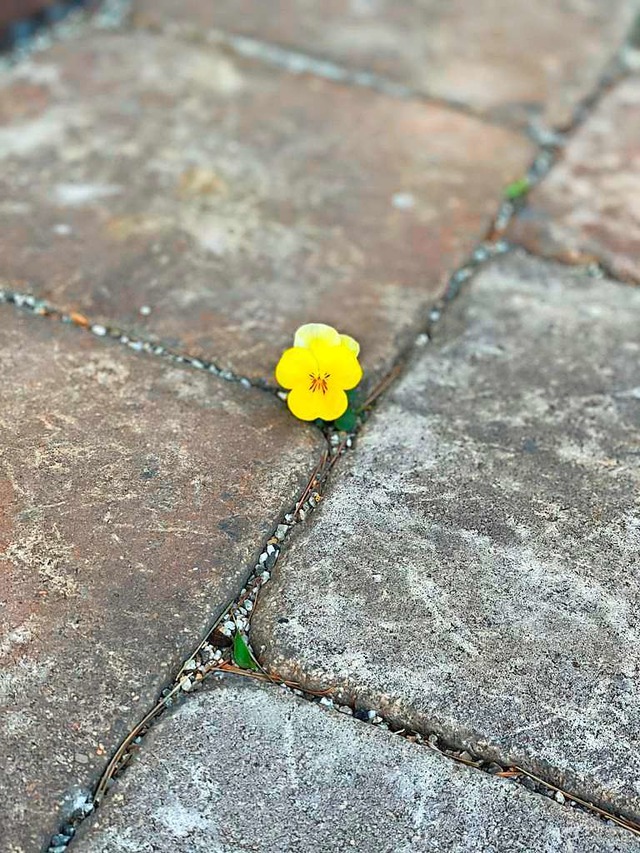 Diese Blume, die ihren Platz zwischen ... Lcheln ins Gesicht gezaubert&#8220;.  | Foto: Anette Rottler