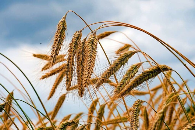 Getreideexperten beobachten derzeit kr...ei Weizen, Mais und lsaaten wie Raps.  | Foto: Jens Kalaene (dpa)