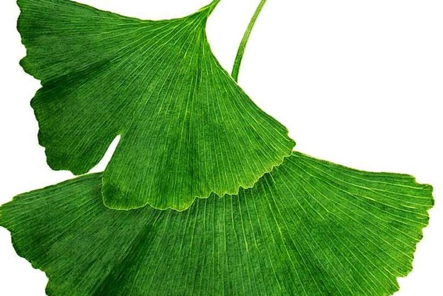 Der Ginkgo ist gut für die Durchblutung. | Foto: Tetiana (stock.adobe.com) Der Ginkgo ist gut für die Durchblutung. | Foto: Tetiana (stock.adobe.com)