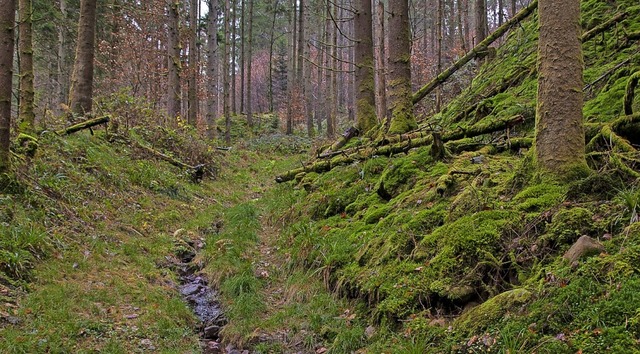 Der Wald in Freiamt entspricht einem reichhaltigen Mischwald.  | Foto: Benedikt Sommer