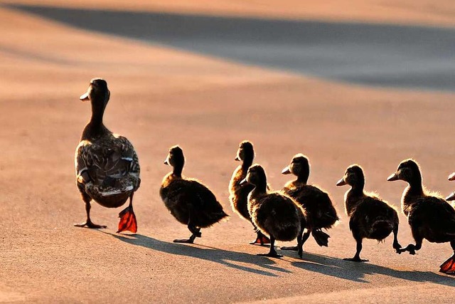 Die Polizei konnte eine Entenfamilie retten (Symbolbild).  | Foto: Reine  (stock.adobe.com)