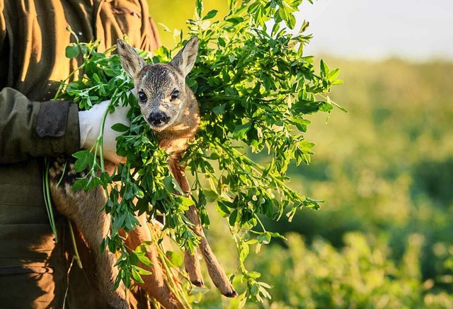 Mit Grnzeug vor der Geruchsbertragun...den die Kitze in Sicherheit gebracht.   | Foto: Matthias Balk