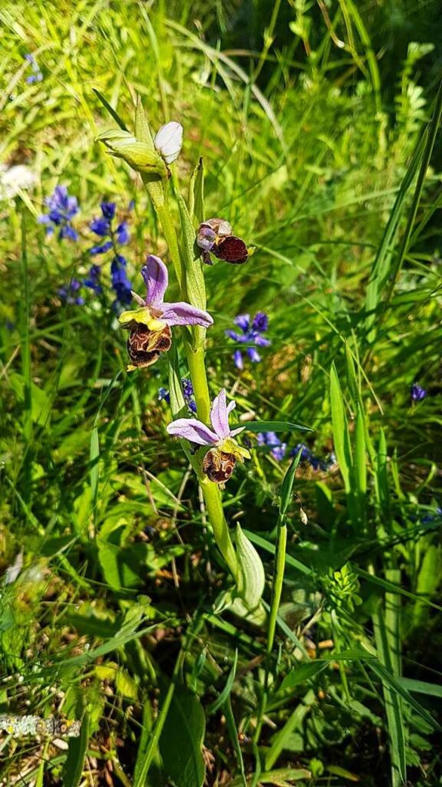 Orchideen im Taubergieen  | Foto: Karl Kovacs