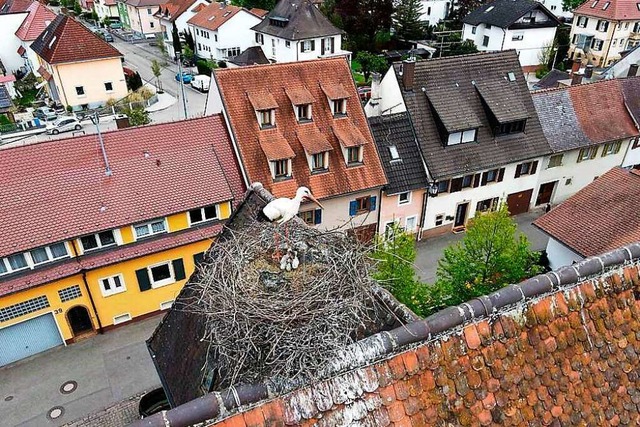 Vier junge Strche werden in dem Nest momentan aufgezogen.  | Foto: Werner Schnabl