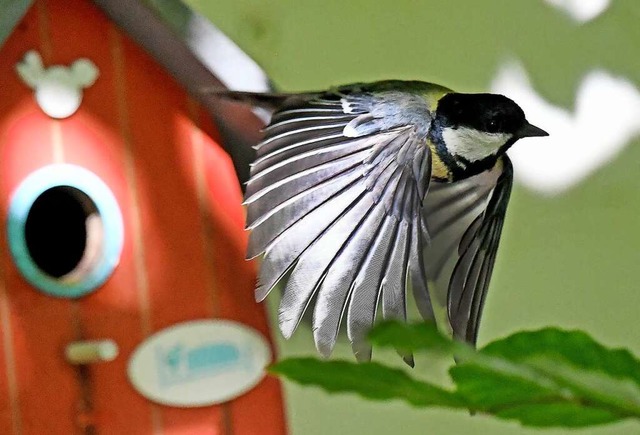 Der Naturschutzbund ruft dazu auf, an ...ch im Garten oder in einem Park sieht.  | Foto: Holger Hollemann