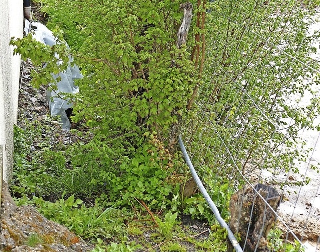 Rutschungen im Hangbereich der groen ...agen. Schnelles Handeln war angesagt.   | Foto: Juliane Khnemund