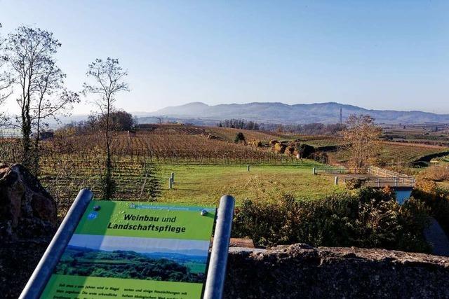 Wie Flchen im Weinberg knftig klimafreundlich doppelt genutzt werden knnten