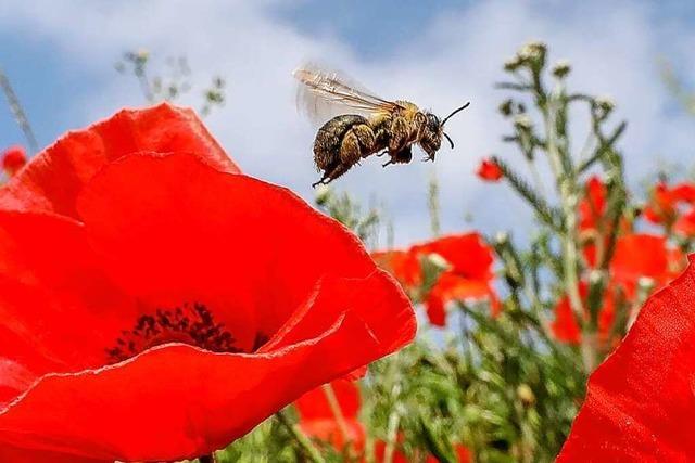 Dieser Frhling ist fr Bienen zu kalt und zu nass