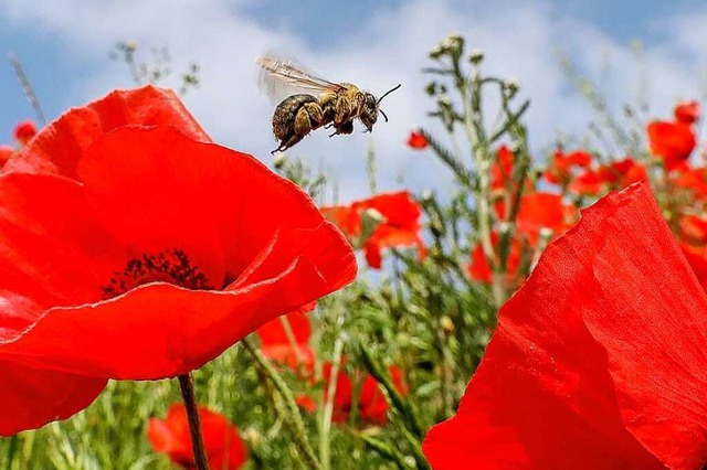 Biene im Anflug: Das anhaltende khle ...t den Bienen das Nektarsammeln schwer.  | Foto: Thomas Warnack (dpa)