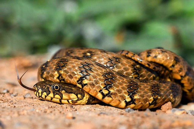 Eine Vipernatter in ihrem natrlichen Lebensraum (Symbolbild).  | Foto: Pedro (Adobe Stock)