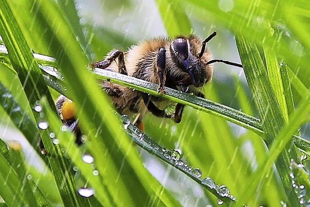 Den Bienen ist’s an ihrem Ehrentag zu nass und zu kalt