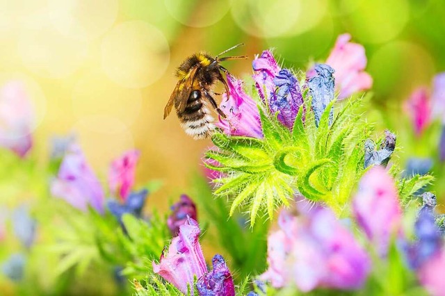 Ein bunter Futtertrog fr eine Biene  | Foto: Sabine Dietrich