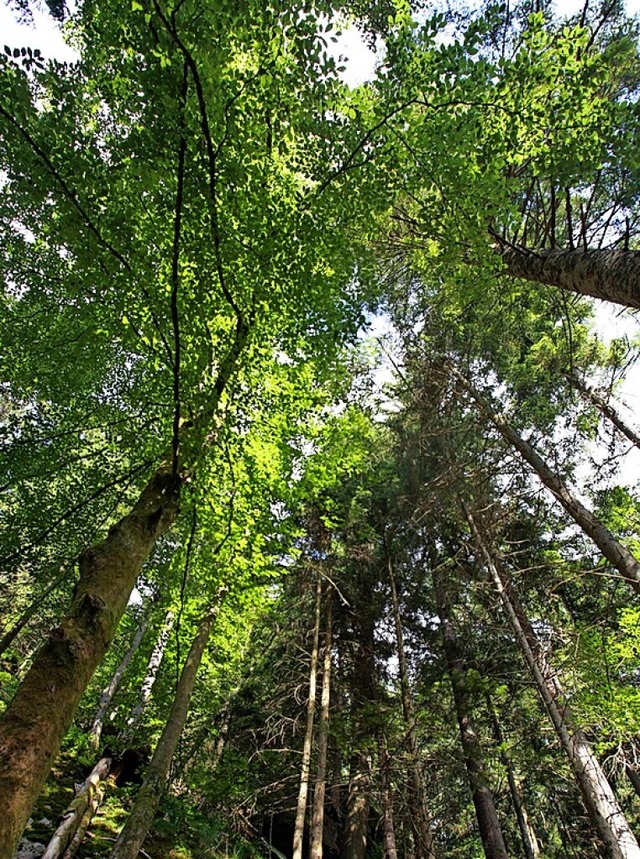 Das Risiko fr einen Befall verteilt sich im Mischwald um.  | Foto: Patrick Seeger