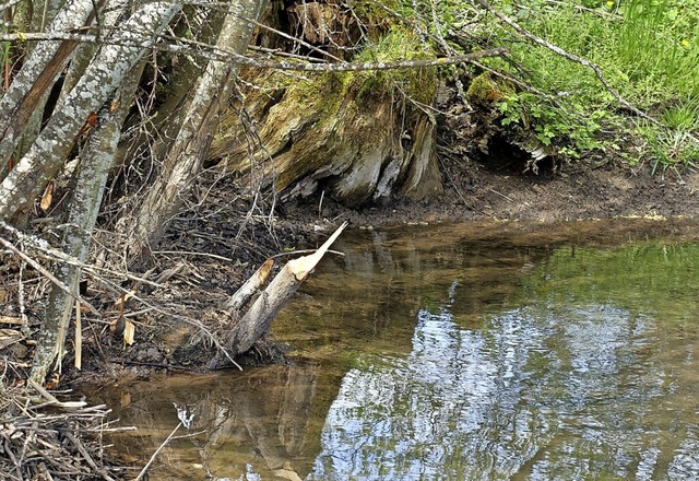 An mehreren Stellen am Ehrenbach zeigen sich deutliche Spuren von Bibern.   | Foto: Martha Weishaar