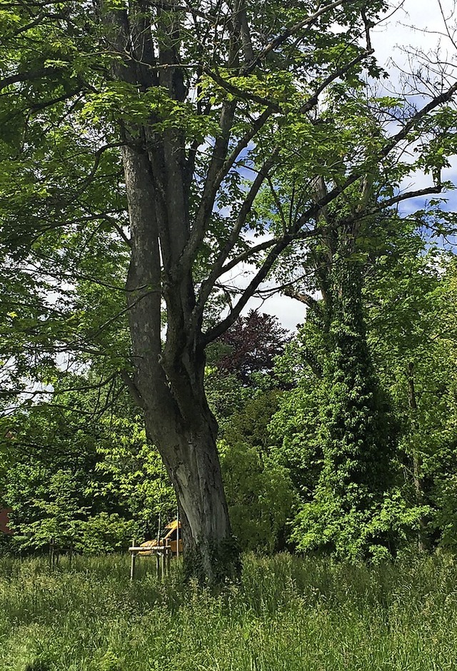 Der Bergahorn  knnte als Torso erhalten werden.  | Foto: Julia Jacob