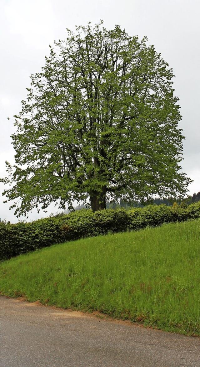 Die Friedhofslinde in Raich ist rund 200 Jahre alt.   | Foto: Martin Klabund