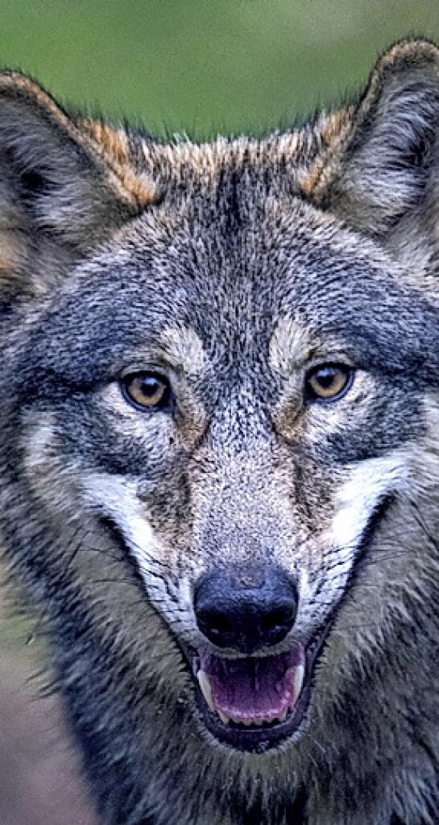 Wolf  | Foto: Boris Roessler (dpa)