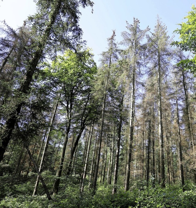 Der Wald war Thema im Gemeinderat.  | Foto: Bernd Wstneck (dpa)