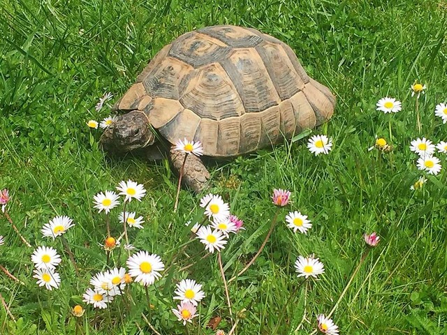 Speedy geniet den Spaziergang zwischen Gnseblmchen.  | Foto: Annett Fiedler