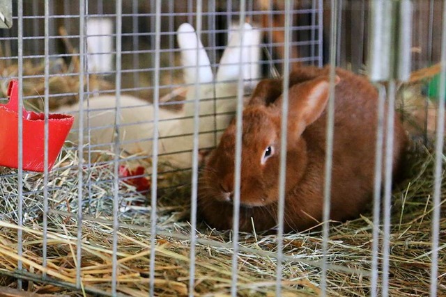 Meister Lampe hinter Gittern  | Foto: Hans-Jrgen Hege