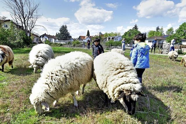 Bauernhoftiere in Freiburg werden von Neubauten bedrngt