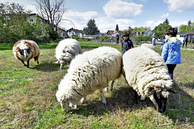 Landleben in der Stadt: Fr Kinder sin...chafe in Betzenhausen eine Attraktion.  | Foto: Michael Bamberger