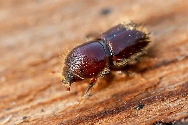 Erst Trockenheit, dann Borkenkfer - im Orschweirer Wald wurden viele Bume gefllt